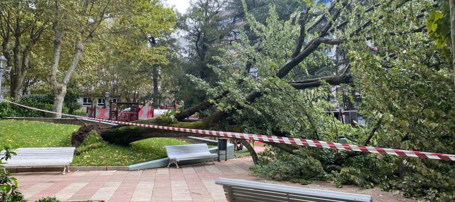 Tilo caído en el Parque San Lázaro Tilo caído en el Parque San Lázaro