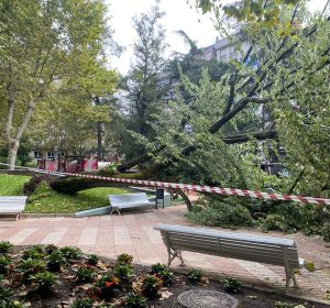 Tilo caído en el Parque San Lázaro Tilo caído en el Parque San Lázaro