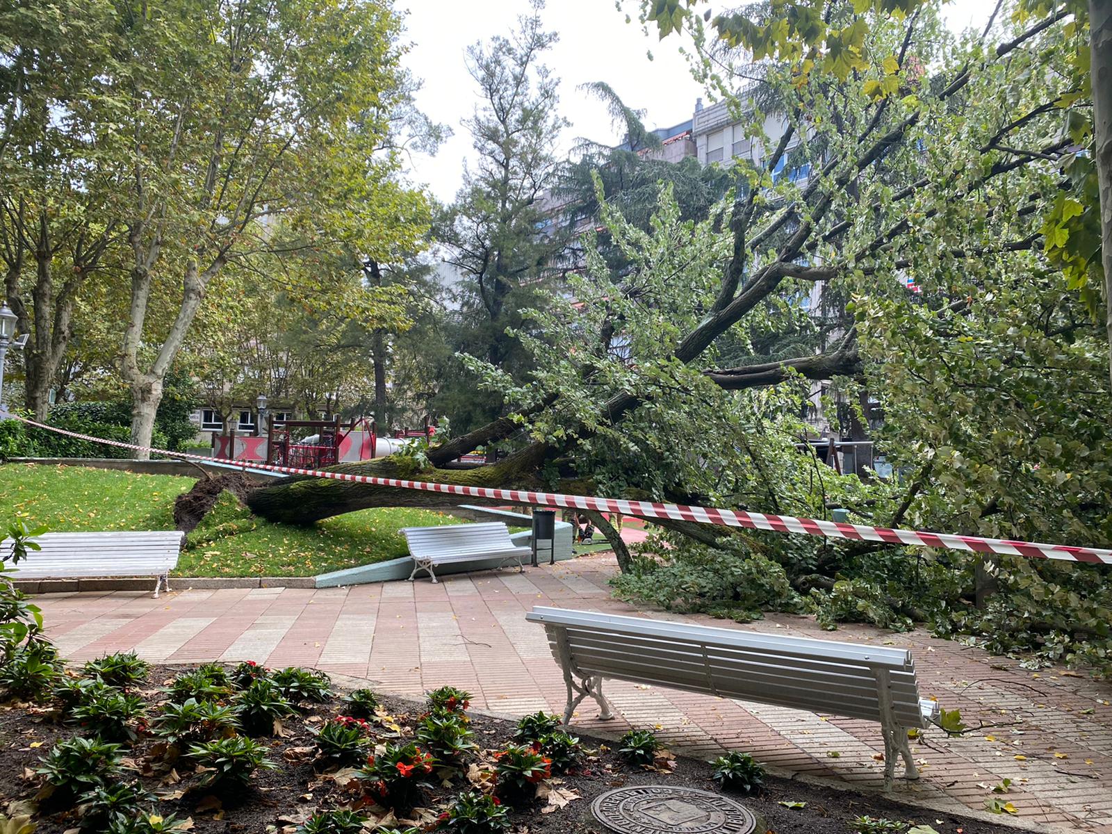 Cae un gran tilo en el Parque San Lázaro Cae un gran tilo en el Parque San Lázaro
