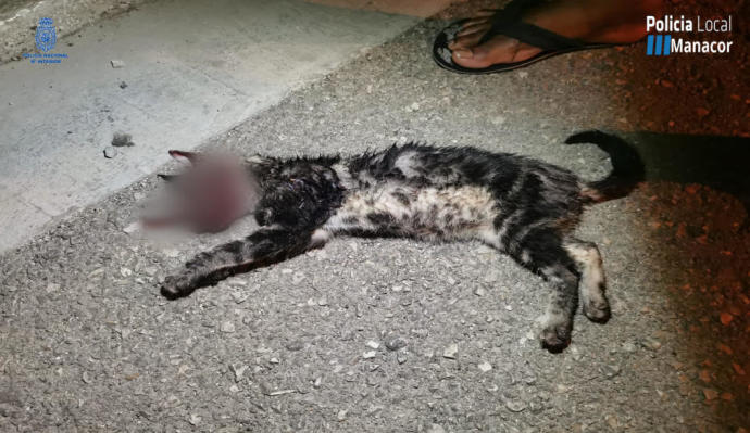"Este suceso en Manacor ha caído como una bomba" Sebastià Llodrà, Teniente Alcalde y Concejal de Medio Ambiente "Este suceso en Manacor ha caído como una bomba" Sebastià Llodrà, Teniente Alcalde y Concejal de Medio Ambiente