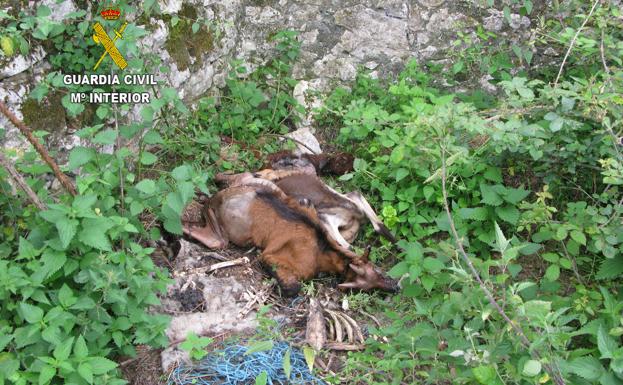 Encuentran decenas de animales muertos en dos fincas de Asturias Encuentran decenas de animales muertos en dos fincas de Asturias