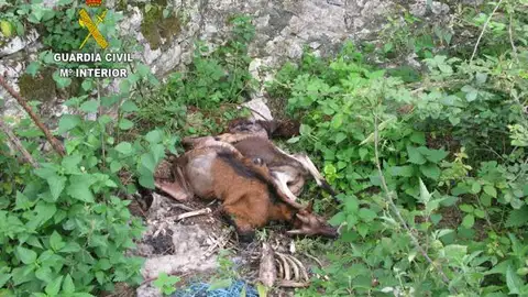 Maltrato animal en Llanes Maltrato animal en Llanes