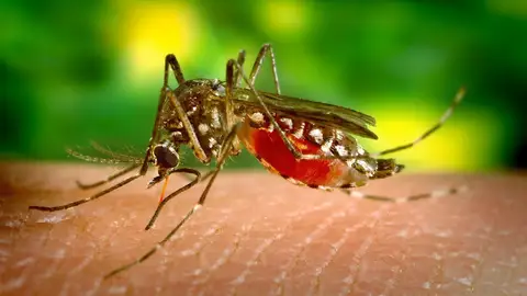 Picadura de mosquito Picadura de mosquito