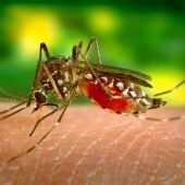 Picadura de mosquito