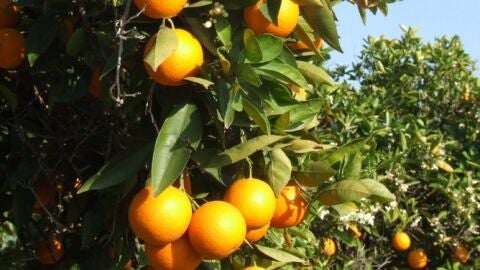 La organizaci&oacute;n agraria exige auditorias a los c&iacute;tricos para evitar que las plagas lleguen a los c&iacute;tricos de la provincia de cara a la pr&oacute;xima campa&ntilde;a. 