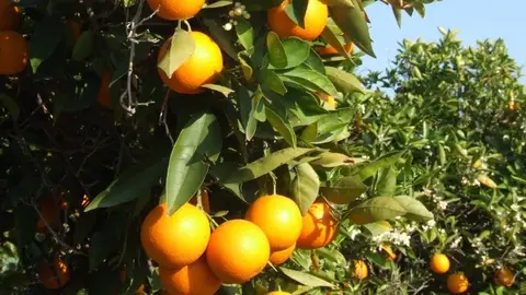 La Unió de Llauradors pide más controles de plagas. La organización agraria exige auditorias a los cítricos para evitar que las plagas lleguen a los cítricos de la provincia de cara a la próxima campaña.