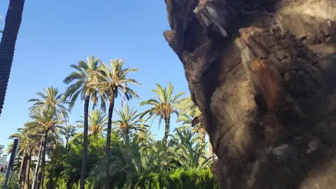 Elche. ACTUALIDAD METEOROLÓGICA