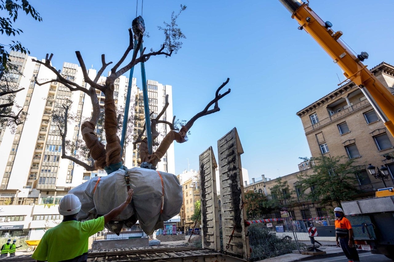El Ayuntamiento de Zaragoza traslada los olivos de Plaza Salamero bajo un estricto protocolo El Ayuntamiento de Zaragoza traslada los olivos de Plaza Salamero bajo un estricto protocolo