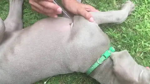 Cómo eliminar correctamente las garrapatas de tu perro Cómo eliminar correctamente las garrapatas de tu perro