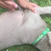 Cómo eliminar correctamente las garrapatas de tu perro