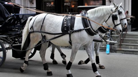 Calesa de caballos