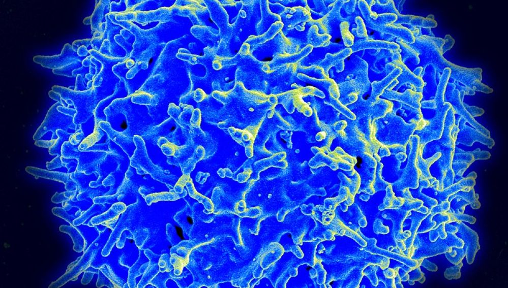 Descubierto un virus bacteriano en el intestino que potencia la inmunoterapia en pacientes con cancer