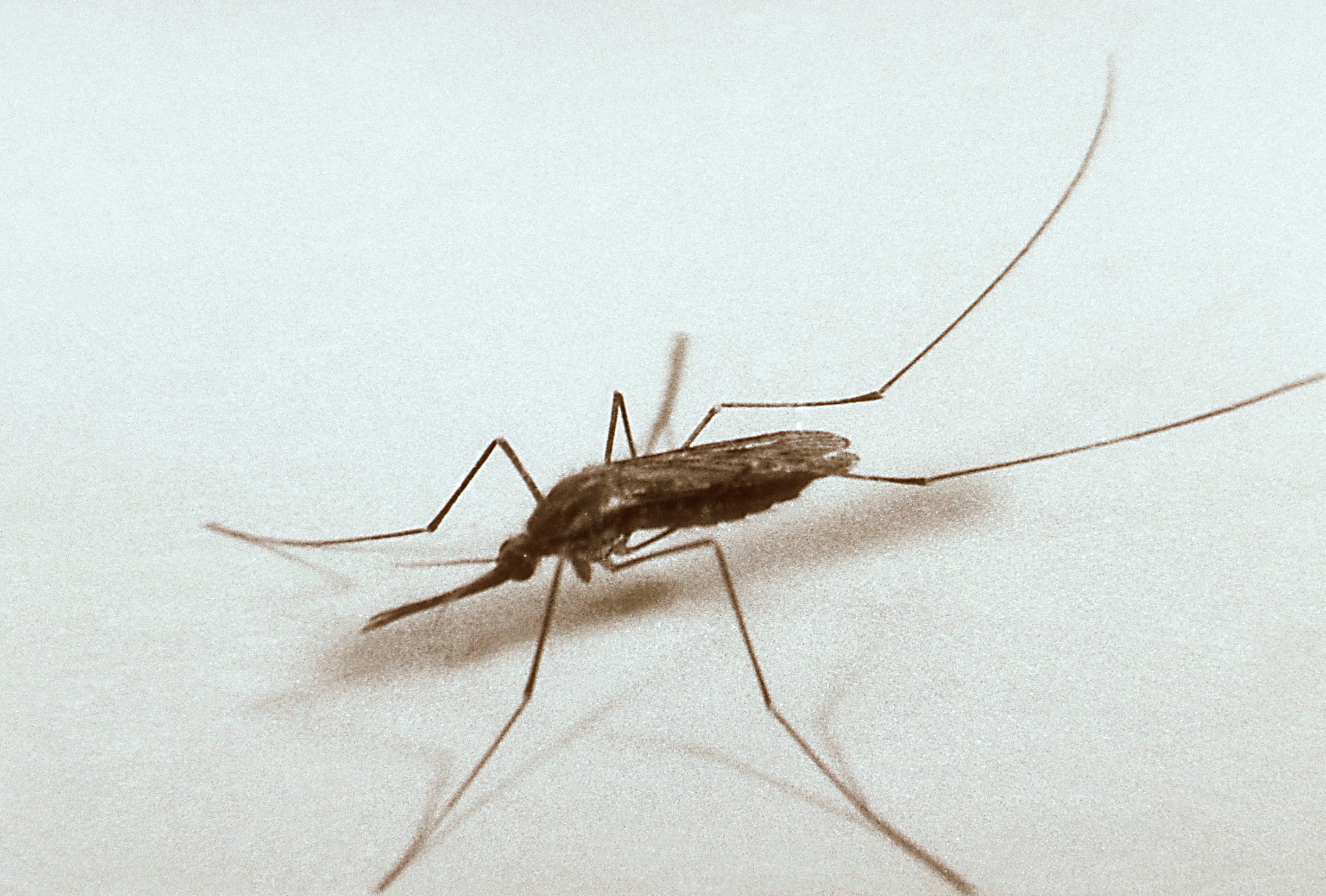 Señales del fin del mundo: El virus del Nilo Señales del fin del mundo: El virus del Nilo