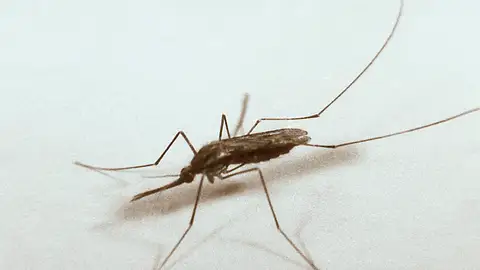 El mosquito "Anopheles quadrimaculatus", portador del virus del Nilo El mosquito "Anopheles quadrimaculatus", portador del virus del Nilo