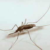 El mosquito "Anopheles quadrimaculatus", portador del virus del Nilo