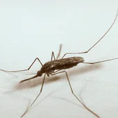 El mosquito "Anopheles quadrimaculatus", portador del virus del Nilo El mosquito "Anopheles quadrimaculatus", portador del virus del Nilo