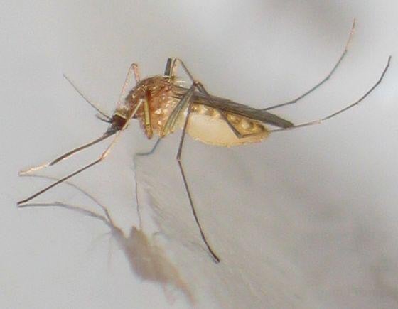El Ayuntamiento de Elche proyecta aprobar la primera ordenanza de prevención y control de plaga de mosquitos El Ayuntamiento de Elche proyecta aprobar la primera ordenanza de prevención y control de plaga de mosquitos
