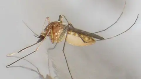 Mosquito común 