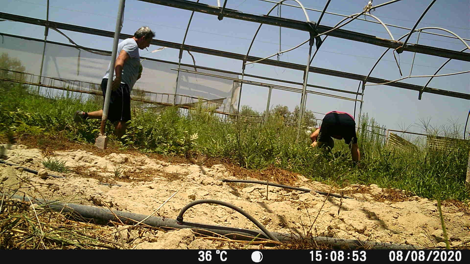 La Guardia Civil de Lebrija investiga a seis personas por robar sandías y pimientos en invernaderos y parcelas La Guardia Civil de Lebrija investiga a seis personas por robar sandías y pimientos en invernaderos y parcelas