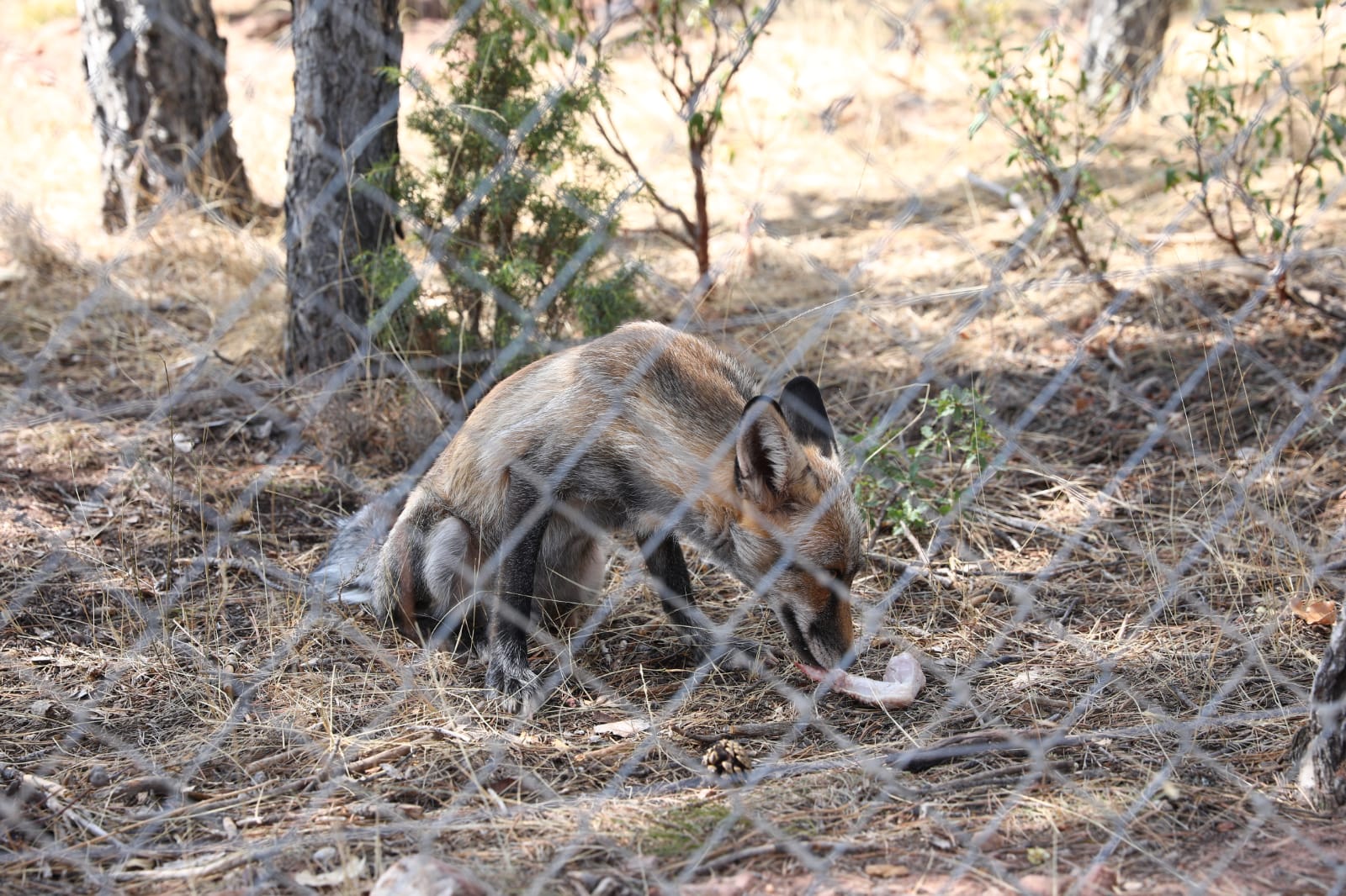 El parque de fauna La Maleza de Tramacastilla sumará nuevas especies El parque de fauna La Maleza de Tramacastilla sumará nuevas especies