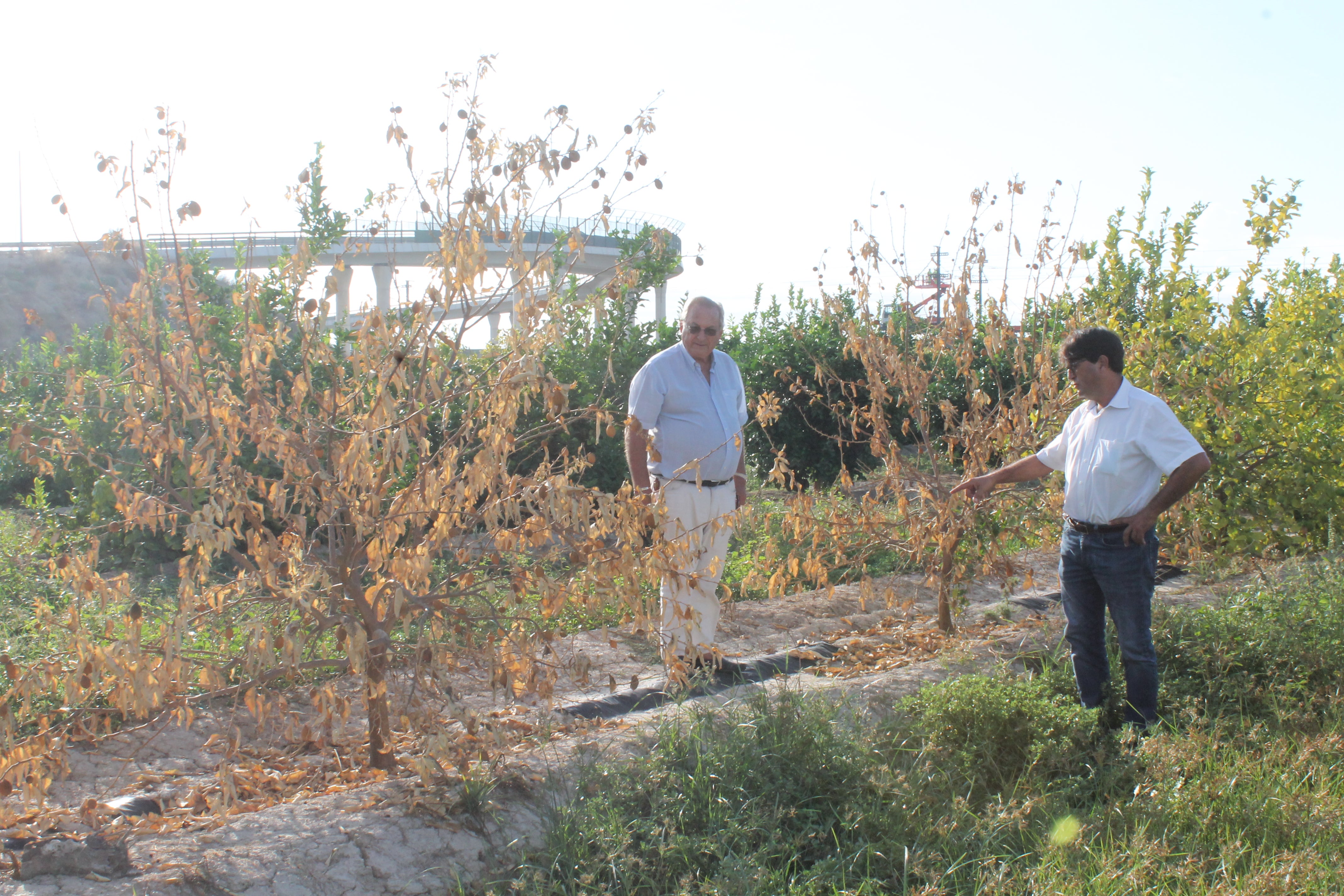 Los limoneros de la Vega Baja se están secando por las inundaciones de septiembre de 2019 Los limoneros de la Vega Baja se están secando por las inundaciones de septiembre de 2019