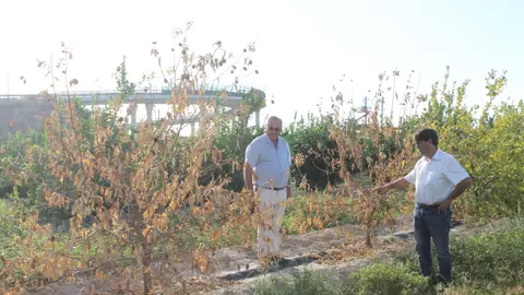 Eladio Aniorte en una parcela afectada Eladio Aniorte en una parcela afectada