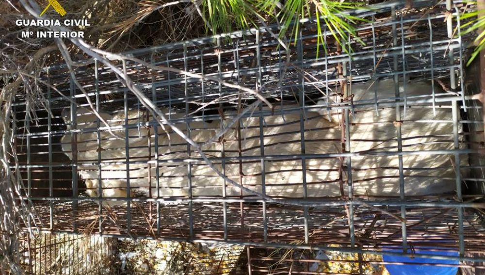 Perro en el interior de la trampa. 