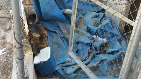 Perra liberada por el Seprona en Sax. Perra liberada por el Seprona en Sax.