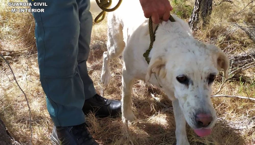 Perro tras ser liberado de una trampa en Pinoso.