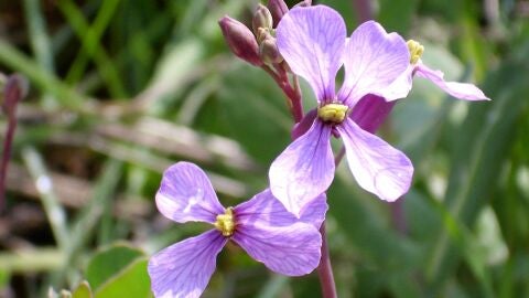 Descubren una planta que produce flores radicalmente diferentes en primavera y verano