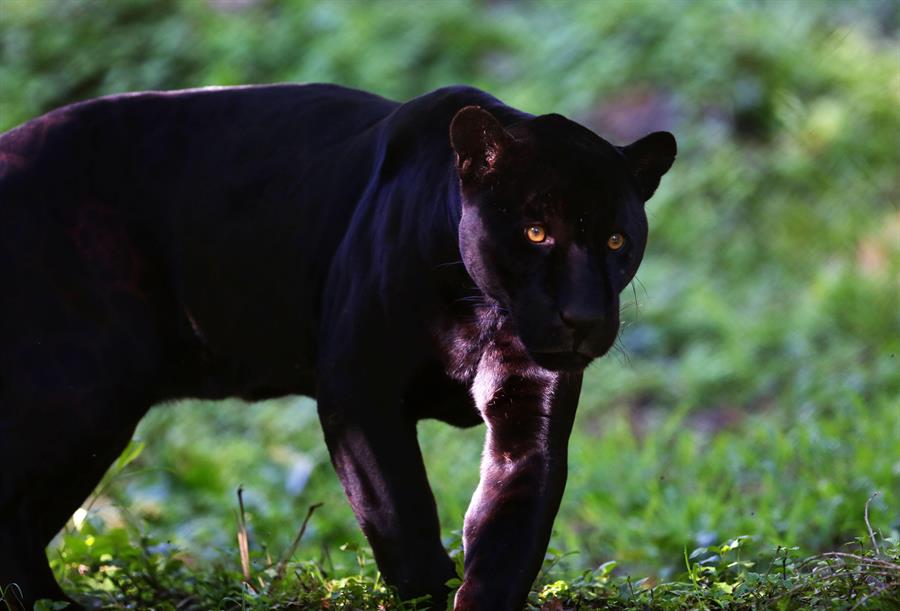 Alertan de la presencia de una pantera negra en un pueblo de Granada Alertan de la presencia de una pantera negra en un pueblo de Granada