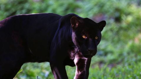 Alertan de la presencia de una pantera negra en Ventas de Huelma (Granada)