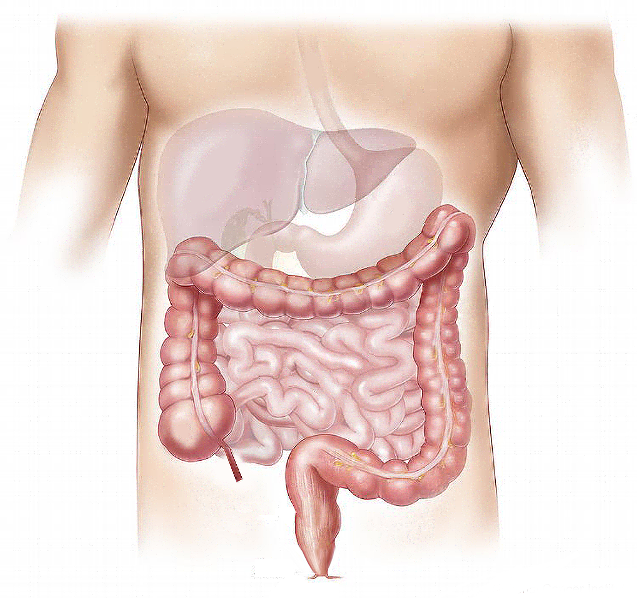 El Dr. Bretcha, especialista en oncología quirúrgica de Quirónsalud Alicante, nos habla de las técnicas más efectivas para tratar el cáncer de colon El Dr. Bretcha, especialista en oncología quirúrgica de Quirónsalud Alicante, nos habla de las técnicas más efectivas para tratar el cáncer de colon