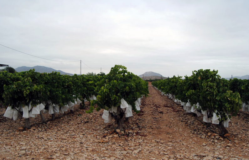 Aspe instala un año más un contenedor para recoger de forma gratuita los bolsos de la uva Aspe instala un año más un contenedor para recoger de forma gratuita los bolsos de la uva