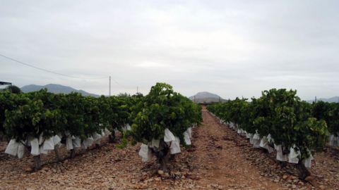 Un cultivo de Uva de Mesa Embolsada del Vinalopó. Un cultivo de Uva de Mesa Embolsada del Vinalopó.