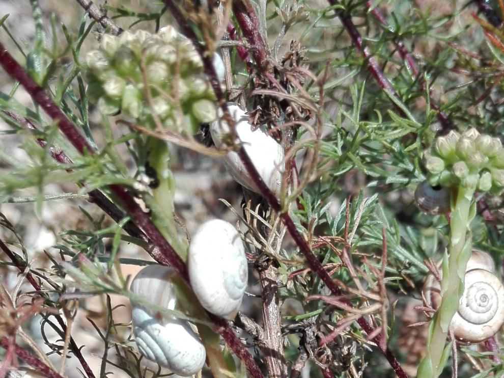 Encontrado un caracol invasor en Linares de Mora Encontrado un caracol invasor en Linares de Mora