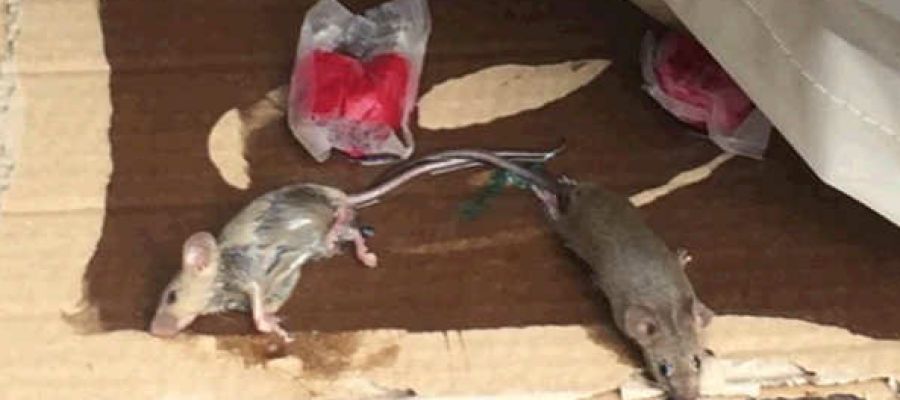 Ratas cazadas por Noelia Arroyo Ratas cazadas por Noelia Arroyo