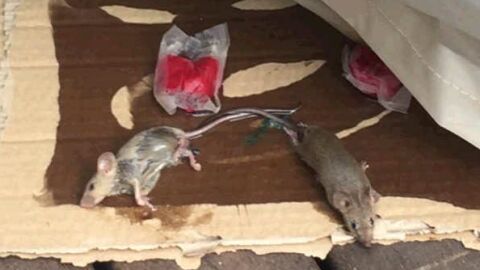 Ratas cazadas por Noelia Arroyo Ratas cazadas por Noelia Arroyo