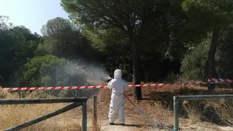 Un operario actuando en un pinar Un operario actuando en un pinar