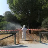 Un operario actuando en un pinar Un operario actuando en un pinar