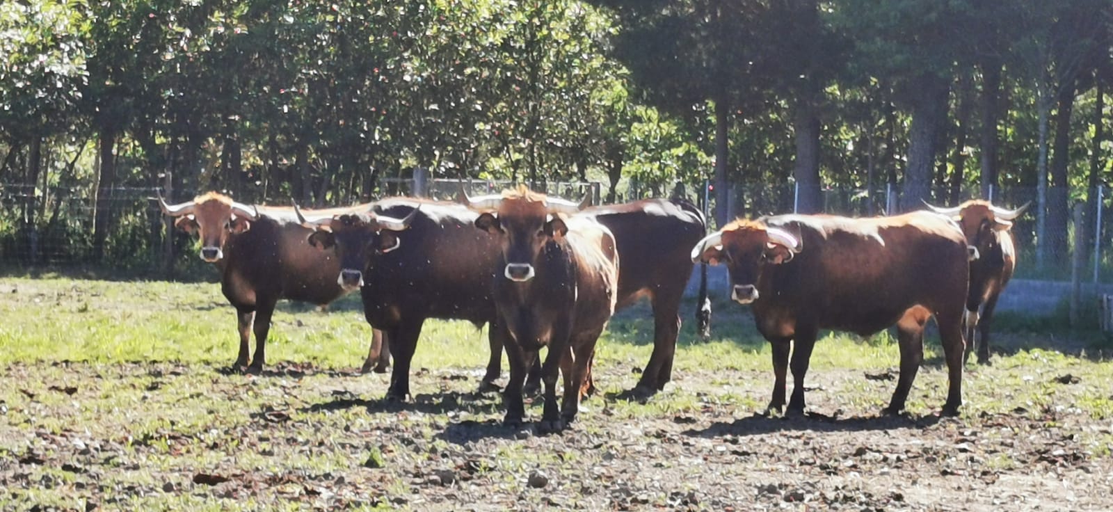 Allariz prepárase para celebrar as IX Xornadas de Carne de Boi de Allariz Allariz prepárase para celebrar as IX Xornadas de Carne de Boi de Allariz
