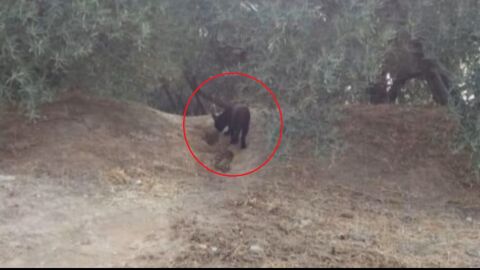 Fotograf&iacute;a de la supuesta pantera negra en Granada