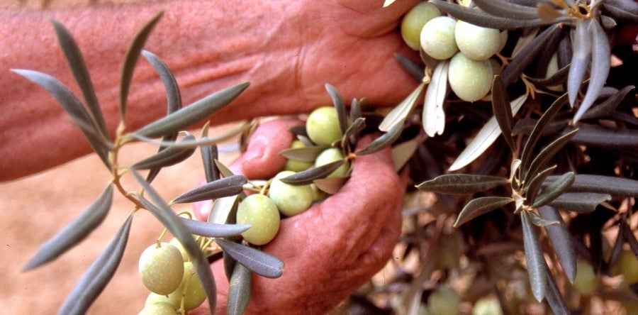 La Gastronomía en Onda Cero Málaga, Marbella y Antequera La Gastronomía en Onda Cero Málaga, Marbella y Antequera