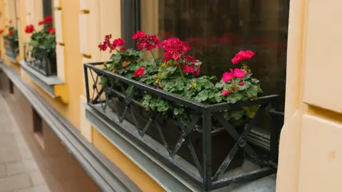 Flores en un balcón Flores en un balcón