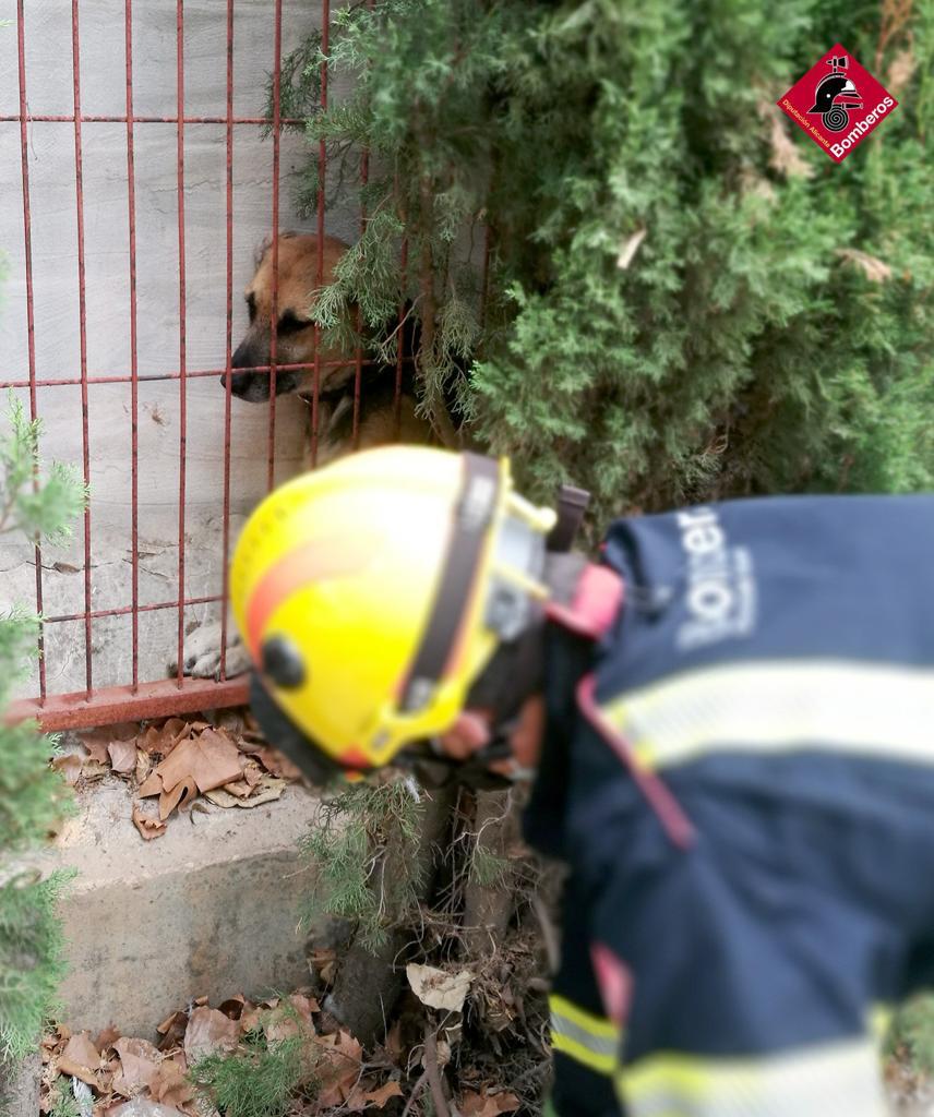 Los bomberos del Consorcio Provincial liberan un perro atrapado en un colegio de Dénia Los bomberos del Consorcio Provincial liberan un perro atrapado en un colegio de Dénia