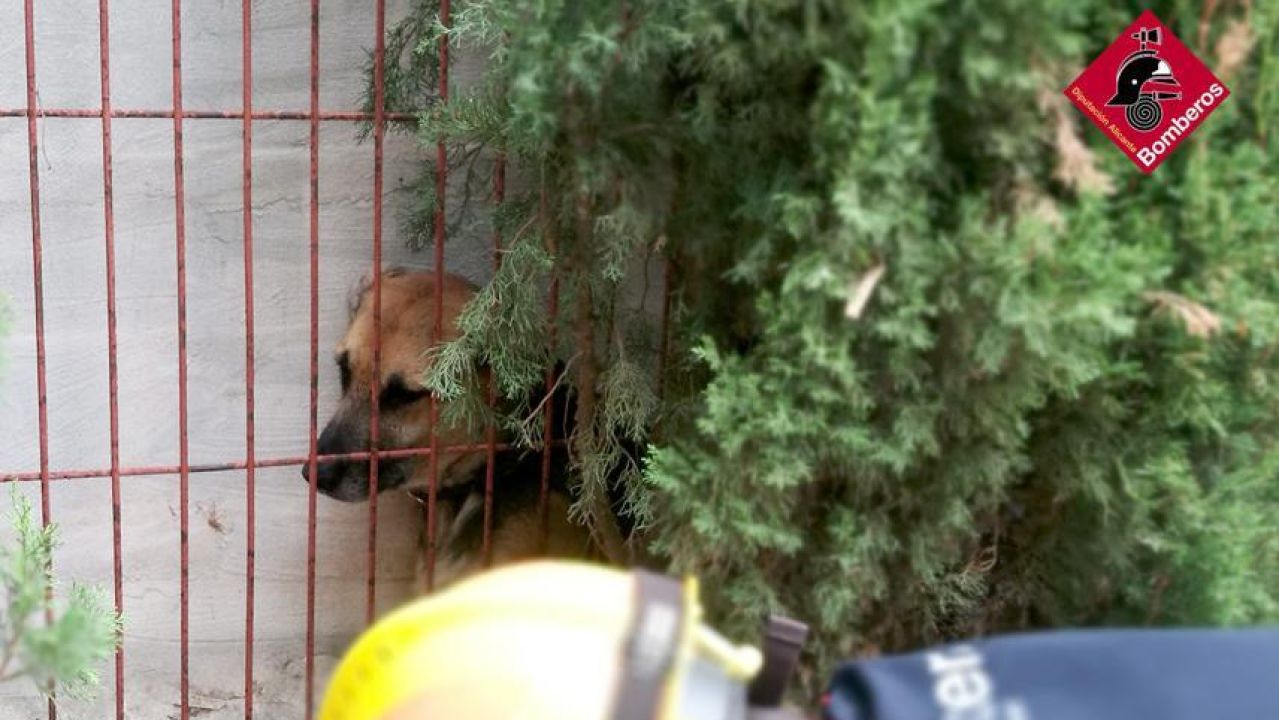 Os Bomberos Del Consorcio Provincial Liberan Un Perro Atrapado En Un Colegio De Denia Onda Cero Radio