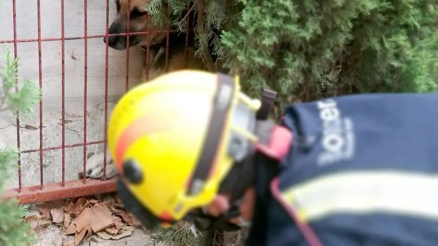 El perro atrapado El perro atrapado