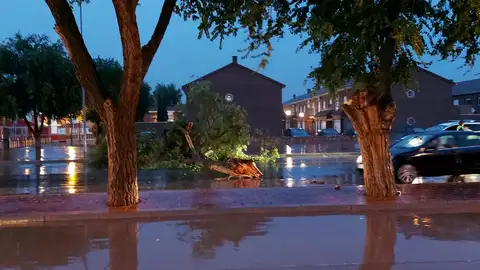 Avenida Pablo Iglesias Arbol caido