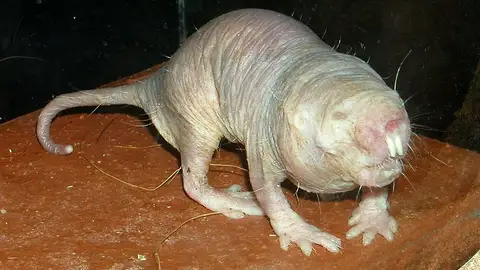 La rata topo lampiña La rata topo lampiña