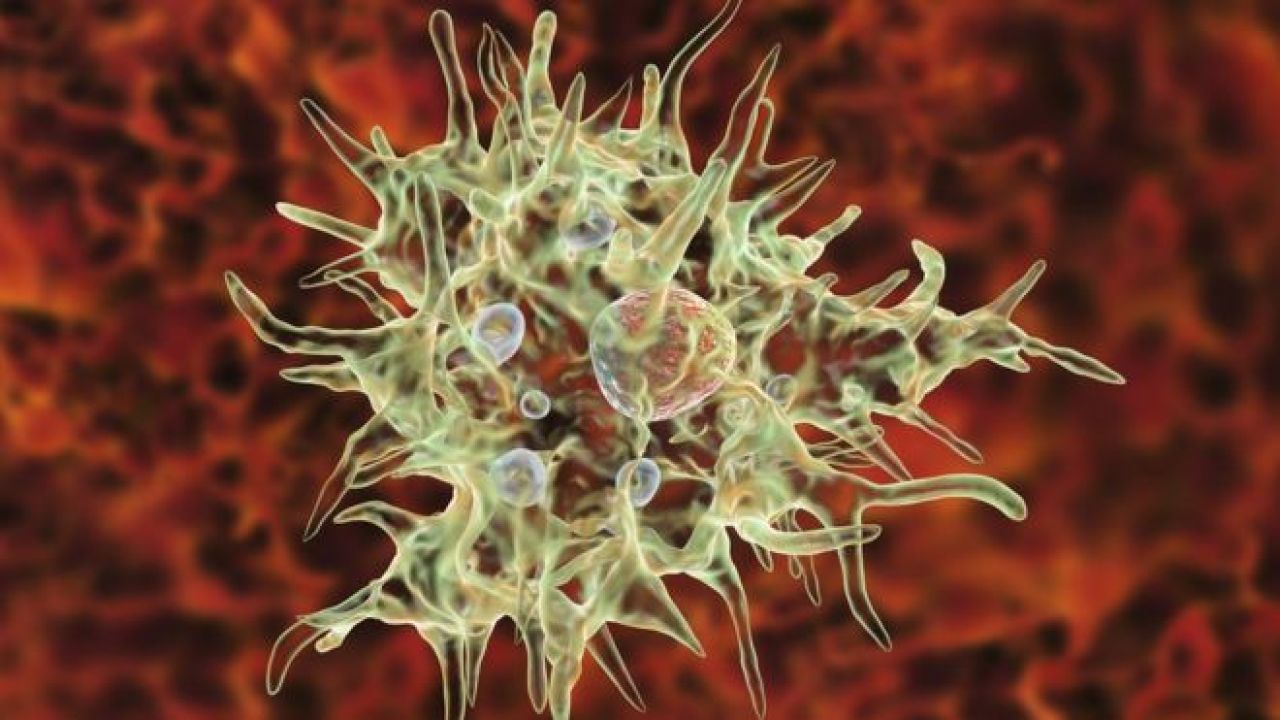 La ameba comecerebros ataca de nuevo: muere un niño tras bañarse en un lago La ameba comecerebros ataca de nuevo: muere un niño tras bañarse en un lago